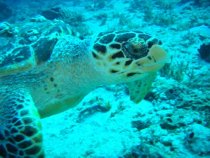 buceo recreativo advanced diver